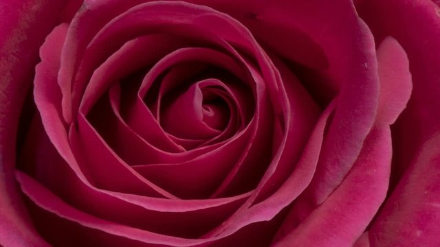 Blooming rose flower open, closeup. Timelapse of pink rose blossoming