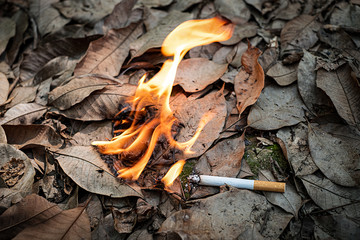 Close up cigarette butt non-smoked carelessly are thrown into dry grass on the ground causing a dangerous forest fire, eclogical cotostrophy through human fault concept © Thicha
