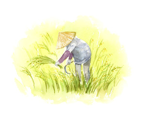 稲刈り　水彩画