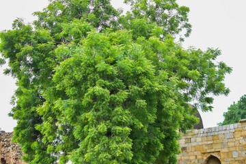 Green big trees all around in Lodhi Garden Delhi, Big trees in the Jungle