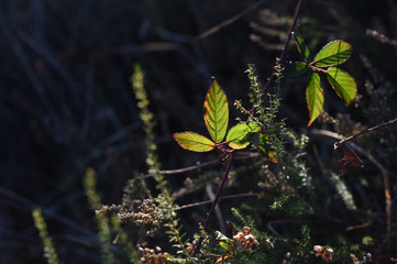leaf against the light