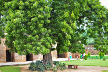 Green big trees all around in Lodhi Garden Delhi, Big trees in the Jungle