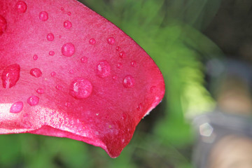 dewdrops