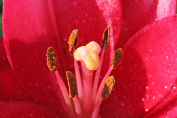 closeup of the lily