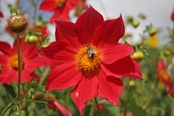 red flowers in the garden