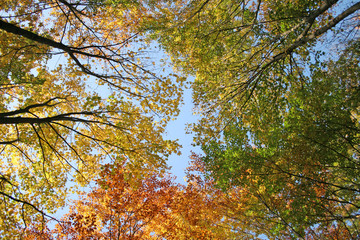 autumn leaves