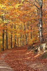autumn in the forest