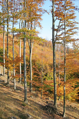 forest in autumn