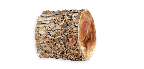 Log isolated on a white background.