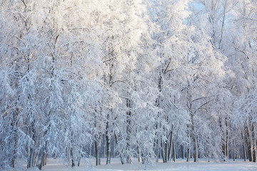 Fairy winter landscape with snow covered trees