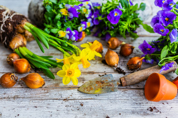 Spring daffodils and flower bulbs.