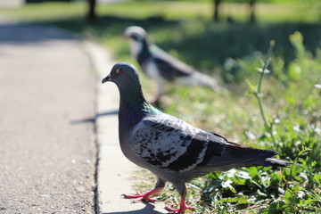 pigeon resemblance 