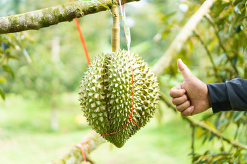 Fresh durian on tree,Durian tree, Fresh durian fruit on tree - Durians are the king of fruits and...