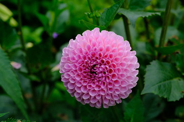 鮮やかなピンクの大輪＿ダリア＿花言葉＿華麗