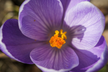 Purple crocus flower and orange center.