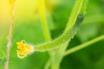 cucumber blooming in spring, growing organic vegetables