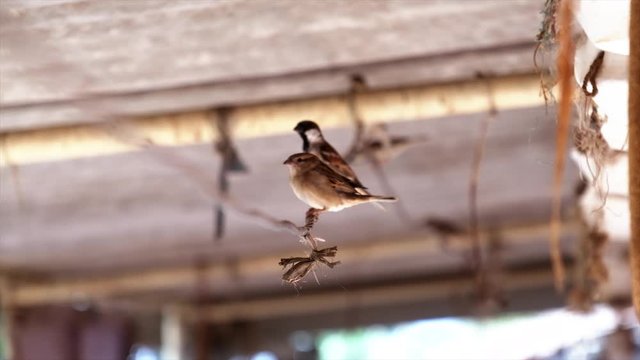 world sparrow day, save the birds, save the earth, birds sitting on the tree or tree branch on the morning, A gorrian bird,sparrow, indian birds, Tiny Sparrow On wire Fence