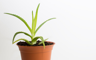 Young aloe growing pot on a white background