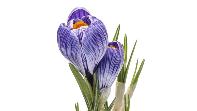 Timelapse of crocus flower blooming on white background