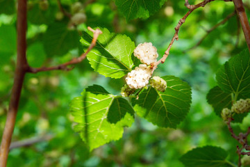 white mulberry close-up on tree branches. growing organic berries