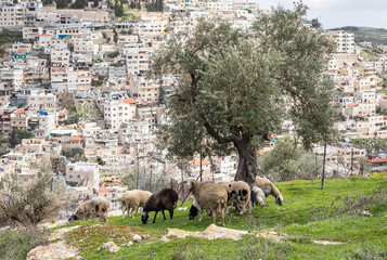 A small  flock of sheep grazes on the Gey Ben Hinnom Park slope - called in the Holy Books as the Blazing Inferno in Jerusalem city in Israel