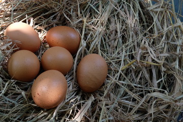 Eggs in the nest on the straw