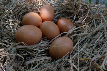 Eggs in the nest on the straw