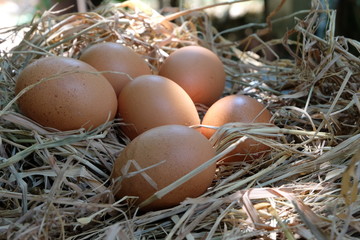 Eggs in the nest on the straw
