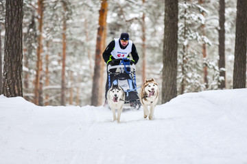 Siberian husky sled dog racing