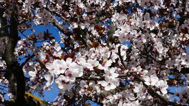 Pink flowers branches bloosom on the wind 