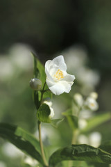 A branch of blooming jasmine universe in sunny weather on a background of green foliage