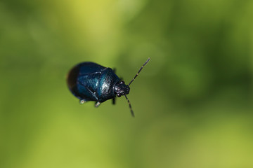 Small blue-green beetle rainbow leaf beetle sits in the summer on the tip of a blade of grass on a solid green background close-up