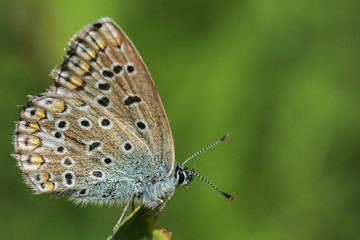 Butterfly Lycaenidae fast with hearts on wings sits in the summer on a blade of grass on a solid blurry green background