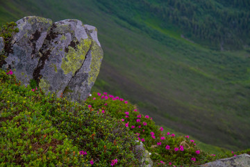 Mountain landscape with rhododendron flower