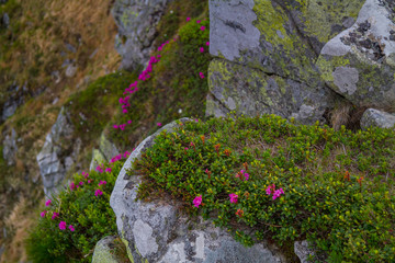Mountain landscape with rhododendron flower