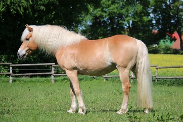 beautiful haflinger horse is standing on the paddock in the sunshine