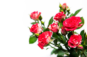 Obraz na płótnie Canvas Red roses on white