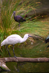 Duck Billed Stork