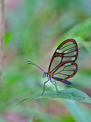 Naklejka na ściany i meble Transparent Butterfly This butterfly is very beautiful and rare in brazilian savannah.
