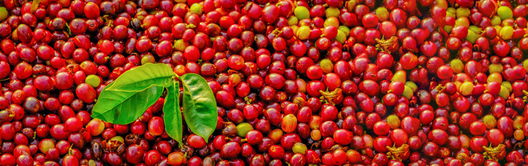 Arabica coffee cherries in organic coffee process, coffe cherries background and texture, panoramic banner