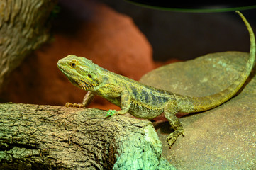 Australian Lizard