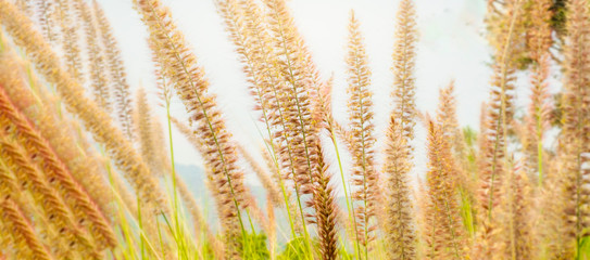 Wildflower in the sun, dreamy flowers bossom in springtime background, panoramic banner