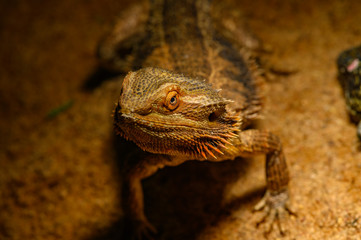 Australian Thrill necked Lizard