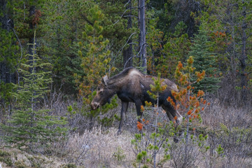 A moose wanders through the forests in Banff National Park, Alberta