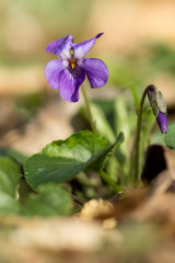 Wood violet (Viola odorata) or sweet violet, English violet, common or garden violet native to...