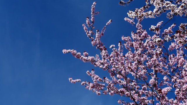 Pink cherry bloosom branches in the blue sky and wind 