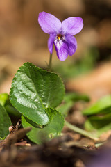 Wood violet (Viola odorata) or sweet violet, English violet, common or garden violet native to...