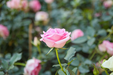 Beautiful colorful pink roses flower in the garden