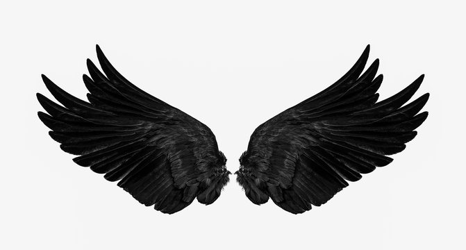 black wings isolated on a white background