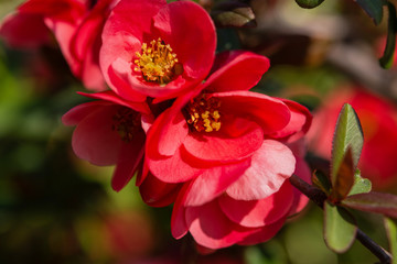 The Japan quince or Japanese quince Japanese. Spring pink flowers background. Selective focus, close up.